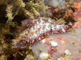 Bird-Wing Flatworm IMG 0983