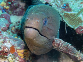 Giant Moray IMG 0985