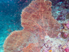 Sea Fan IMG 0989