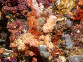 Funnel Tube Sponge ( ) IMG 0990