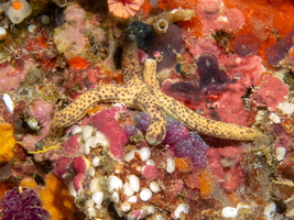 Multi-Pore Sea Star IMG 0991