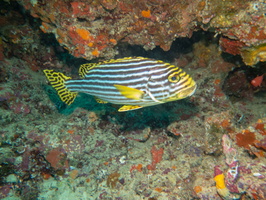 Oriental Sweetlips IMG 1000