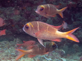 Larg-Eye Bream IMG 1007