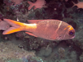 Large-Eye BReam IMG 1008