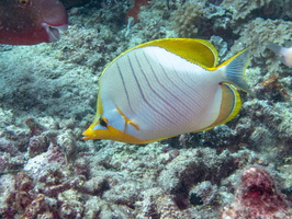 Yellowhead Butterflyfish IMG 1014