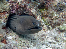 Giant Moray IMG 1015