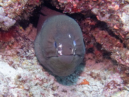 Giant Moray IMG 1016