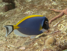 Powder-Blue Surgeonfish IMG 1017