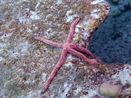 Multi-Pore Sea Star IMG 1018