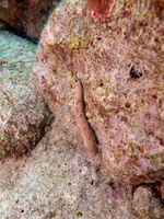 Leg of Multi-Pore Sea Star IMG 1020