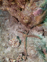 The Rest of the Mulit-Pore Sea Star IMG 1022