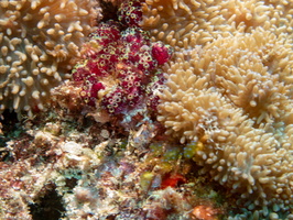 Purple Eudistoma and Finger-Lobed Leather Coral IMG 1160
