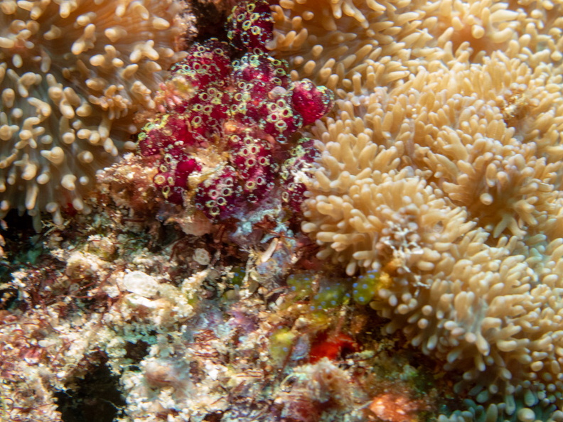 Purple Eudistoma and Finger-Lobed Leather Coral IMG_1160.jpg