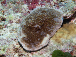 Bald-Tipped Coral IMG 1199