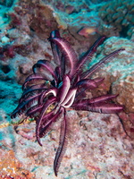 Feather Star IMG 1212