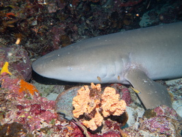 Nurse Shark IMG 1215