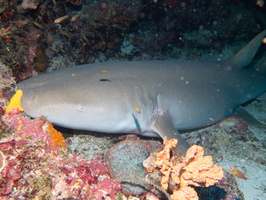 Nurse Shark IMG 1216