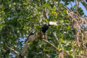 Malabar Pied Hornbill  MG 4313