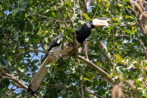 Malabar Pied Hornbill  MG 4314