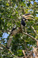 Malabar Pied Hornbill  MG 4316