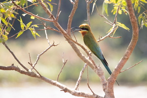 Blue Tail Bee Eater MG 4338