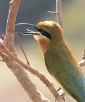 Blue Tail Bee Eater MG 4339
