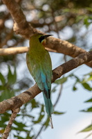 Blue Tail Bee Eater MG 4343