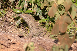 Monitor Lizard  MG 4357