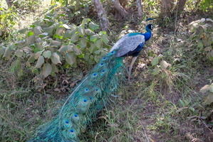 Peacock  MG 4381