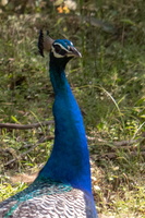 Peacock  MG 4382