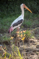 Painted Stork  MG 4399