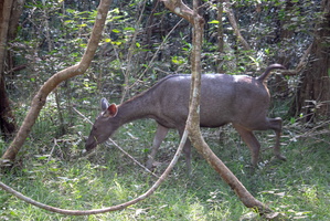 Sambar Deer  MG 4434