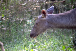 Sambar Deer  MG 4439