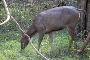 Sambar Deer  MG 4440