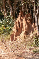 Termite Mound  MG 4442