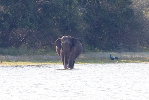 Elephand  MG 4452
