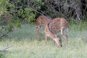 Spotted Deer  MG 4470