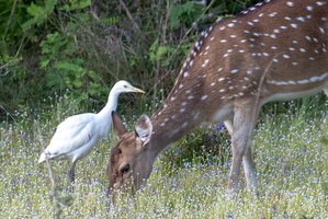 Eastern Cattle Egret  and Spotted Deer  MG 4473