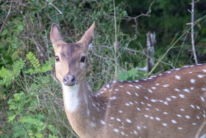 Spotted Deer  MG 4474