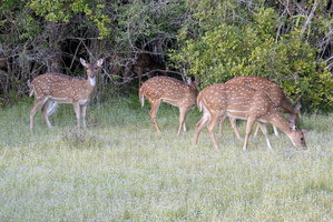 Spotted Deer  MG 4476