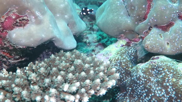 Coral Hogfish Juvenile  MVI 0503