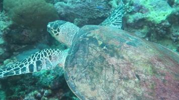 Hawksbill Sea Turtle MVI 0465