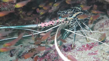 Painted Rock Lobster MVI 0687