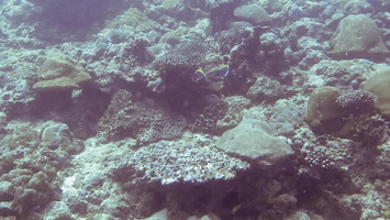 Maiting or Fighting?? MVI 0670