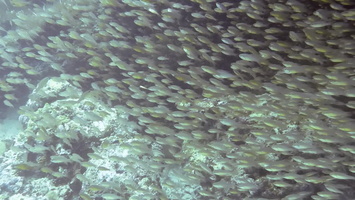 Huge Schoof of Fish MVI 0622