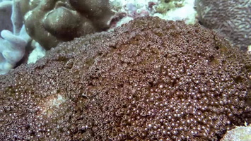 Long Polyp Leather Coral (?) MVI 0609