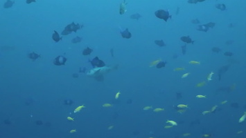 Schools of Fish with Sleek Unicornfish MVI 1180