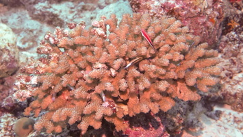 Coral full of fish MVI 0044
