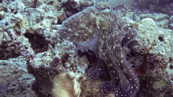 Octopus MVI 0267