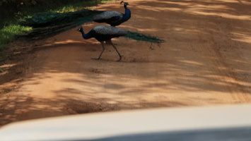 Peacocks MVI 4377